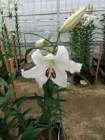 [5648 VH78 No01.JPG]